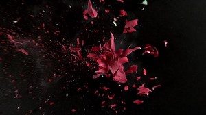 Download Red rose flower exploding in super slow motion, shot with Phantom Flex 4K for free