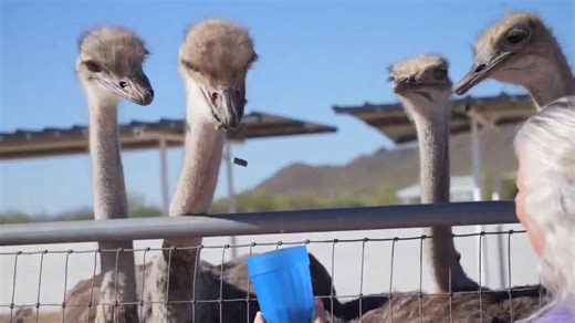 Rooster Cogburn Ostrich Ranch offers monster truck tours, hands-on animal encounters