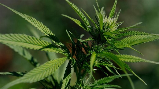 Medical regulator sounds alarm on medicinal cannabis prescriptions