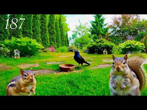 Cat TV: Chipmunks, Birds and Squirrels in a Beautiful Garden. 4K. Episode 187