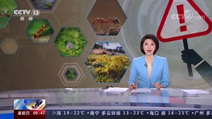 [新闻直播间]外来物种入侵案例频发 有何危害？外来物种共有哪些途径入境？