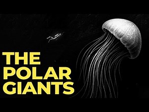 Why Antarctic Oceans Allow Deep Sea Creatures to Become Enormous