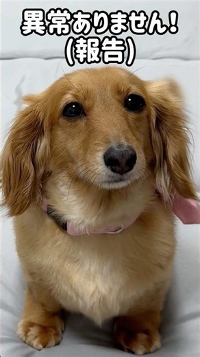 お布団大好き犬の就寝前ルーティン！【ミニチュアダックスフンド】