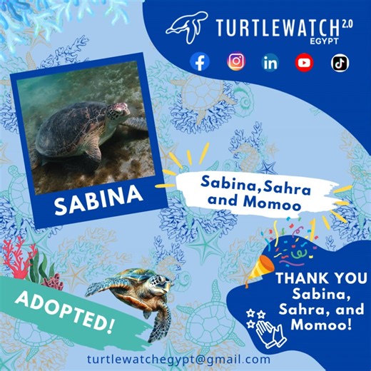 💚🐢 Welcome Sabina! A new turtle joins our adoption program! 🌊✨ We are thrilled to introduce Sabina, a beautiful green turtle who just officially joined our symbolic adoption project! And what makes it even more special? She has been adopted for the very first time by the amazing trio Sabina, Sahra & Momoo — the same wonderful ocean supporters who adopted ET & Tsunami again! 💙✨ A huge thank you to Sabina, Sahra & Momoo for expanding their love and protection to another Red Sea turtle. Your su