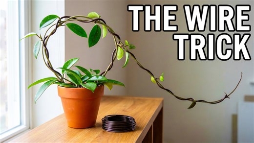 The hoya training hack I never thought of | Easy vine trellising
