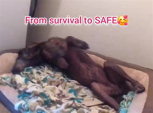 🚨 COCO UPDATE 🚨 I-5 DOG OUT 5 YEARS — DYING Rolling around. Relaxing. Healing 🥰 First days he did this… then that intense running dream. No more running dreams since. Today — he’s rolling again. Then you see him melt into relaxation 😌 He loves his bed. He loves being inside. After years of survival, his body is finally learning it’s safe. Healing isn’t linear — but the light is back ✨ 🐾 On the road to healing with our focused, monitored TLC. 💗 Follow & share to stay up to date. #CocoUpdate