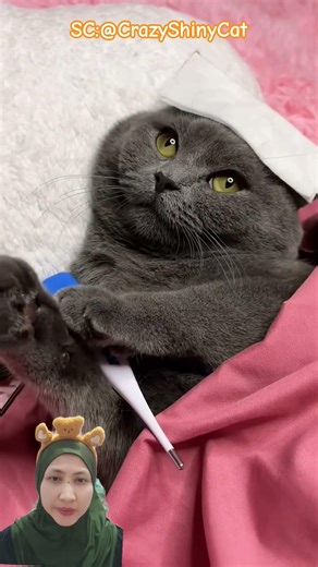 Kucing jago acting 😬🐈🐈‍⬛ #funny #shortvideo #shorts #short . CrazyShinyCat