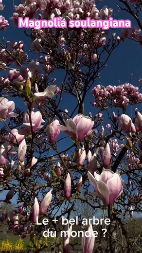 Magnolia #jardin #rose #flowers #vegetosphere