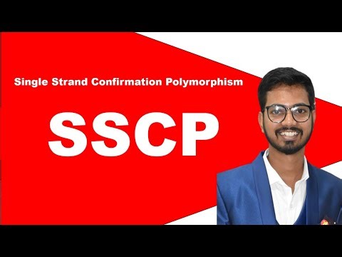 Single Strand Conformation Polymorphism | SSCP | SSCP Marker