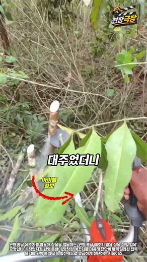 임업공학: 원형 톱날 예초기 활용 잡목 정밀 벌목 공정 #worker #process #machinery #engineering