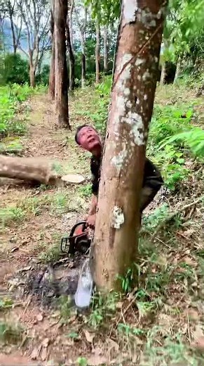 Forest Logger: "Surprise" During Tree Sawing!