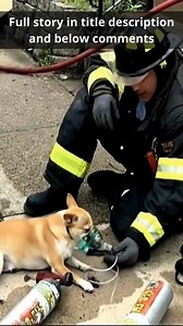 The building was collapsing, flames swallowing everything, when the order came through: “No one goes inside.” But then a man screamed through the smoke: “My dog is still in there — please!” One firefighter didn’t hesitate. He tightened his mask and ran straight into the fire. Inside, through choking smoke and falling beams, he spotted a small dog curled under a broken table — barely alive. He grabbed the trembling animal and fought his way back out just as the roof gave way behind him. Outside, 