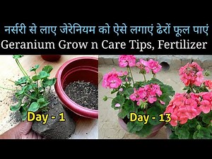 Geranium Flower plant Grow n Care Tips / How To Grow Geranium Flower Plant / Geranium Care Tips