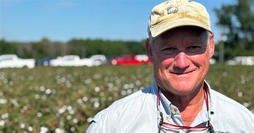 Invasive cotton jassid threatens Southeast crops