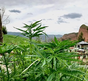 Scientists Did a Massive DNA Study on Global Weed Strains. Here's What They Found