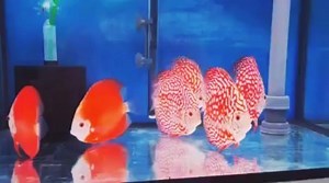 Disponibili in negozio Discus Pigeon Checkerboard, Pigeon Red Panda 15cm, Red Melon 14cm. Spedizione in tutt'Italia ed in EUROPA. Domenica 17 Novembre siamo aperti 09:30-13:00. Vi aspettiamo in negozio con oltre 1500 discus ITALIANI e con tantissime offerte. Discus a partire da 15.00 euro cad. Affidati ai professionisti del DISCUS. Qualità, professionalità e GARANZIA fanno la nostra differenza. Allevamento 🇮🇹🇮🇹 Italiano 🇮🇹🇮🇹 Discus. The Royal Discus di Cannilla Daniele. | I Discus di Can