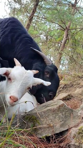 Baby Goats Playing – So Cute52