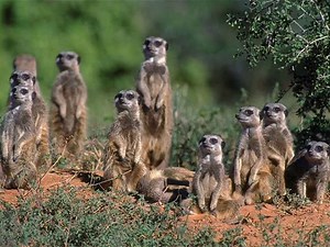 All God's Creatures Have A Place In The Choir | Nursery Rhymes & Kids' Songs | BusSongs.com