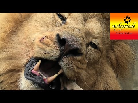 Close up Male Lion Eating a Chunk of Meat