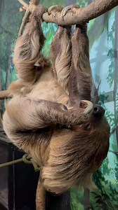 Just a sloth and her favourite snack 🍎 #SlothSunday | The Toronto Zoo