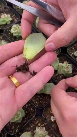 Beginner's Succulent Care: Propagate Succulent Plants from Leaves | 다육이 | 多肉植物