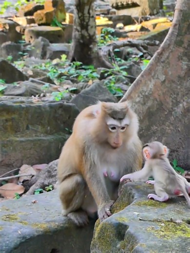 adorable and update newborn in wild 013 #newborn #monkey