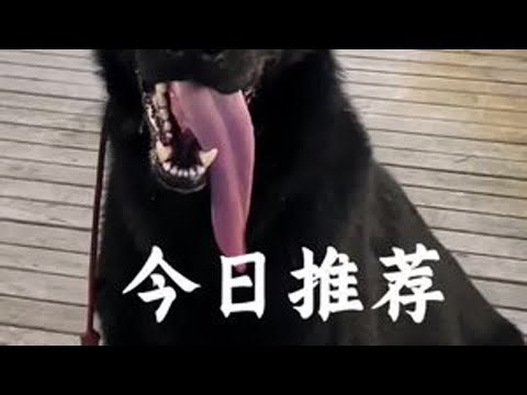 东德牧羊犬 亿融标榜犬业 整合全国最好的科目训练犬资源，每天用不同的犬带大家领略工作犬的魅力，也让大家认识各种犬的个体差异对比和类型的不同，从而选到最适合你的。你相信我们的理由：一 ，品质不容置疑，