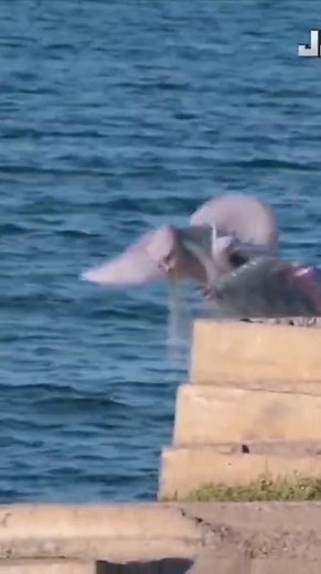 REAL LIFE Mermaid caught on Camera in 4k. Omg