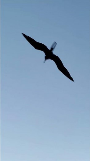 Look at the amazing flying skills of the magnificent frigatebird!