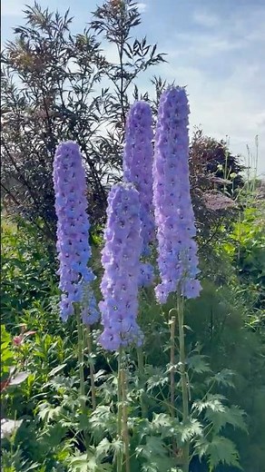 Visit the Walled Garden at Castle Gordon in Scotland with Me!