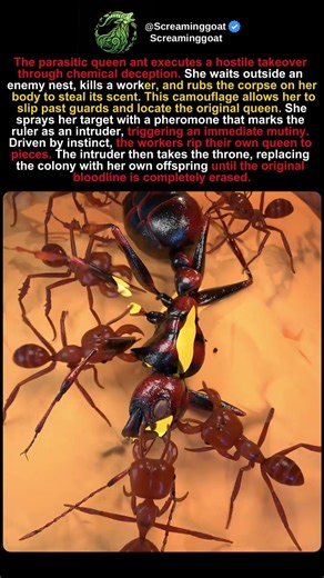 The "Imposter" Queen: How One Ant Destroys an Entire Empire 🐜👑
