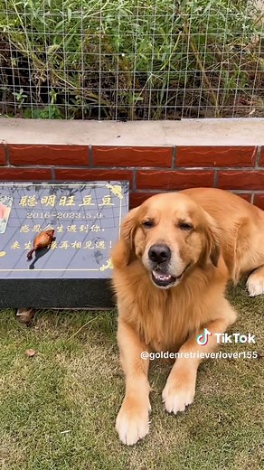 GoldieLover on TikTok