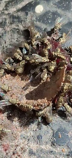 A thousand flies, one grape to claim—Greed in wings, a buzzing flame. #flies #bugs # pest