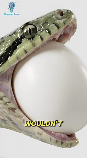 Snakes DON'T Unhinge Their Jaws! 🐍 (The Real Science)