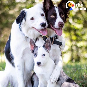 1.5M views · 33K shares | These smart rescue dogs each have their own special talent  | The Dodo | Facebook