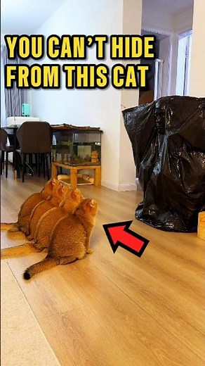 He Tried Everything to Hide But Failed 😆❤️