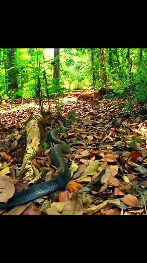 15K views · 443 reactions | Cobra Eat Cobra #animal #cobra #documentary #nature #interesting | Animal tracker | Facebook