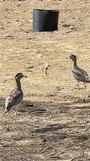 YOUNA🧿 on Instagram: "HUEREQUEQUE El huerequeque es un ave emblemática de la costa peruana, muy común en la región de Piura, que habita zonas desérticas y semiáridas, siendo un símbolo de la fauna de la zona norte del Perú. conocida por su canto y hábitos nocturnos. Características y Hábitat: Nombre científico: Burhinus superciliaris. Distribución: Toda la costa peruana, desde el sur de Ecuador hasta el norte de Chile. Apariencia: Plumaje de color tierra para camuflarse, patas largas y grandes 