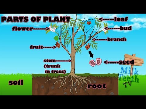 Parts of plants | Different parts of plants | Part of plants and their functions | Parts of a plant