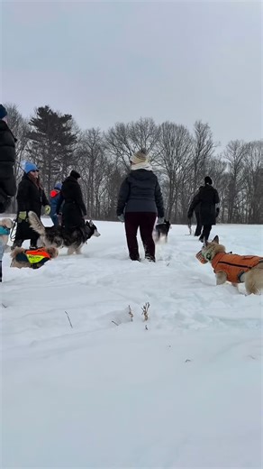MENAGERIE TRAINING COMPANY on Instagram: "✨DOG CLUB✨ • February dog club coming in HAWT. ❤️‍🔥 Even though it’s f*cking freezing. Weekend hikes are BACK and everyone had a blast today. We can’t wait for next weekend!! • Want to be a part of the action? Send us a DM to start training and become a part of the club. 💪🏻 • #dogtraining #dogclub #trainthemenagerie #dogtrainer #adventuredogs"