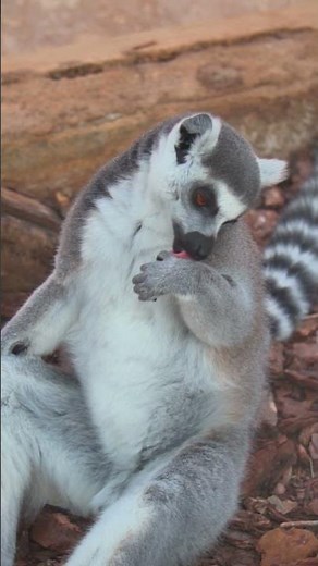 🐒 El lémur de cola anillada (Lemur catta)