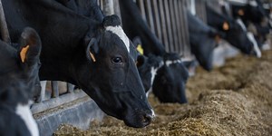 Farmers in the United States Have Been Feeding Their Cattle Red Skittles
