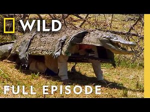 Crocodile Camouflage (Full Episode) | Dangerous Encounters | Nat Geo Animals