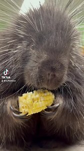 202K views · 29K reactions | Summertime = Corn Season and Pearl the porcupine is a fan!  #corn #Pearltheporcupine #summer #munchies #summersnack | The Buffalo Zoo | Facebook