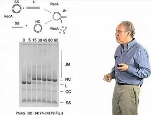 Strand exchange in homologous recombination - Jim Haber (Brandeis)