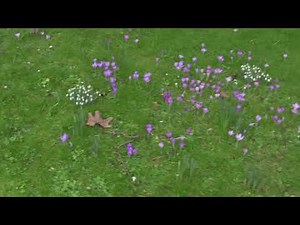 Early Spring Flowers - Roadside Verge, Central Bristol, UK