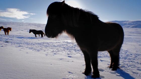 Why scientists are rebuilding the mammoth steppe