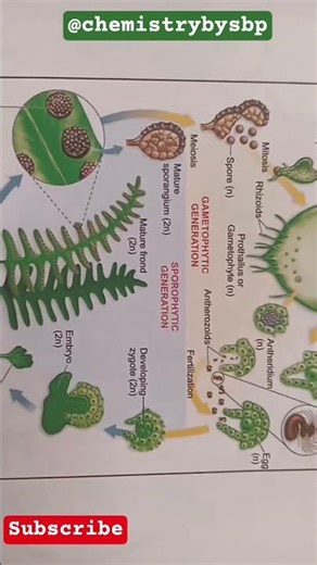 Pteridophyta life cycle. #gametophyticgeneration#sporophyticgeneration#cycas#biology #science#neet