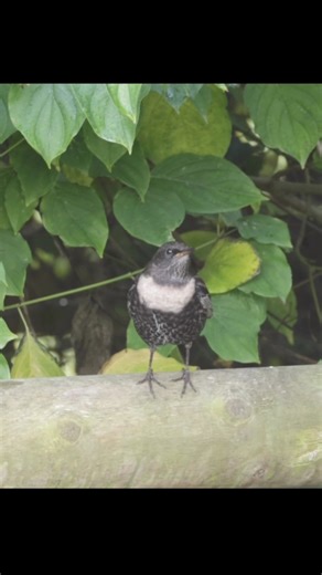 Ring Ouzel on the Somerset levels | Mark Richards Bird Watching