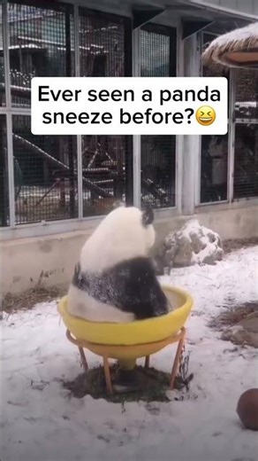 World's Cutest Sneeze! 🐼💨 Baby Panda Scares Mom (Hilarious) #funny #panda #funnymoment #shorts